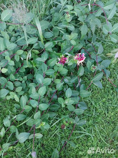 Жимолость каприфоль