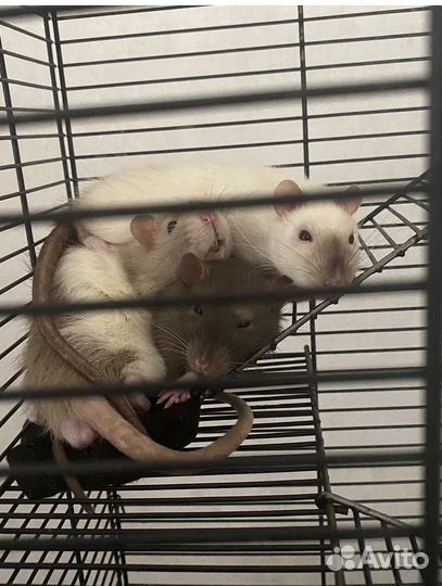 Крыса домашняя с клеткой и всем необходимым