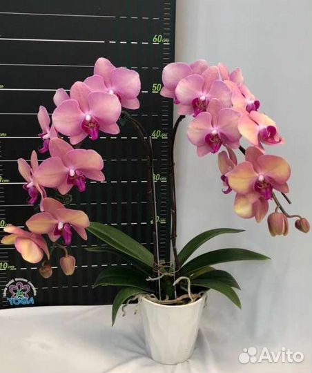 Орхидея Wedding Dress