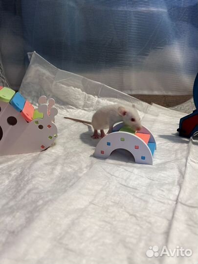 Декоративная крыса