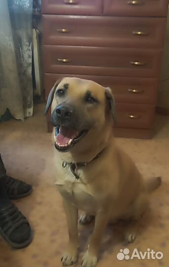 Собака в добрые руки