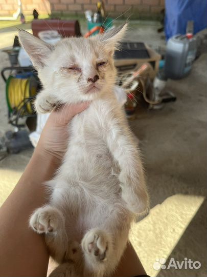 Кошка