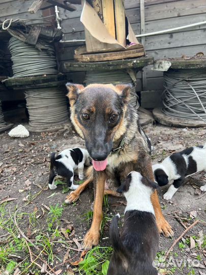 Щенки и собаки