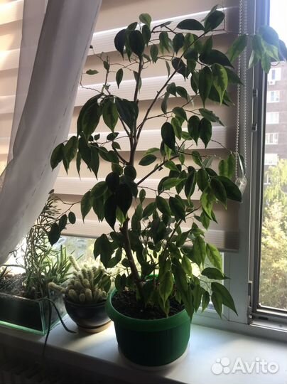 Фикус бенджамина 70см