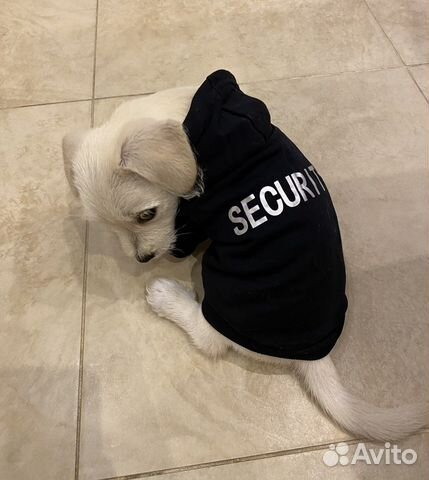 Толстовка для животных