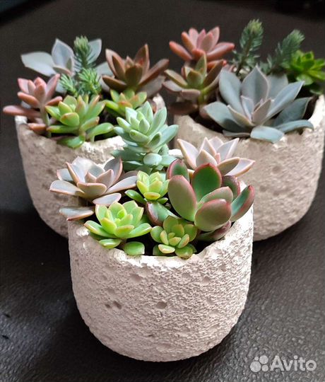 Суккуленты