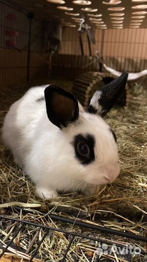 Декоративный кролик самка