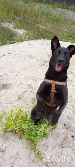 Кинолог.Дрессировка и воспитание собак