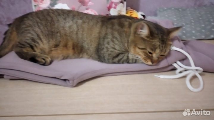 Потерялась кошка