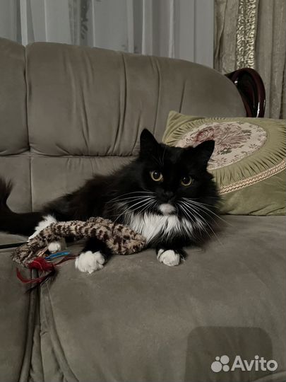 Передержка животных/зооняня