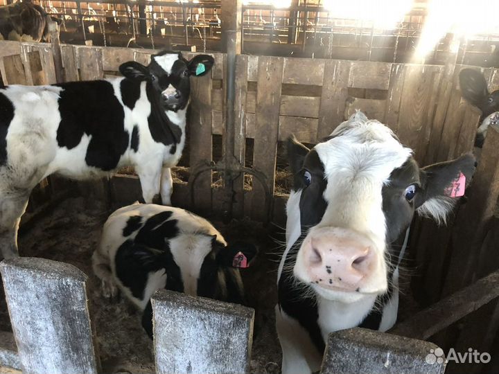 Телята Холмогоры