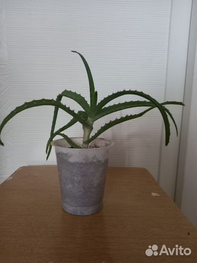 Алоэ столетник