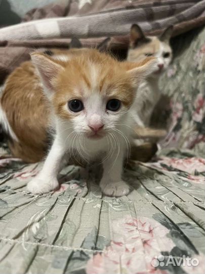 Котята ищут дом