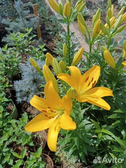 Лилия на букет