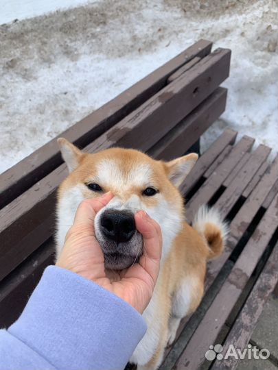 Вязка сиба ину