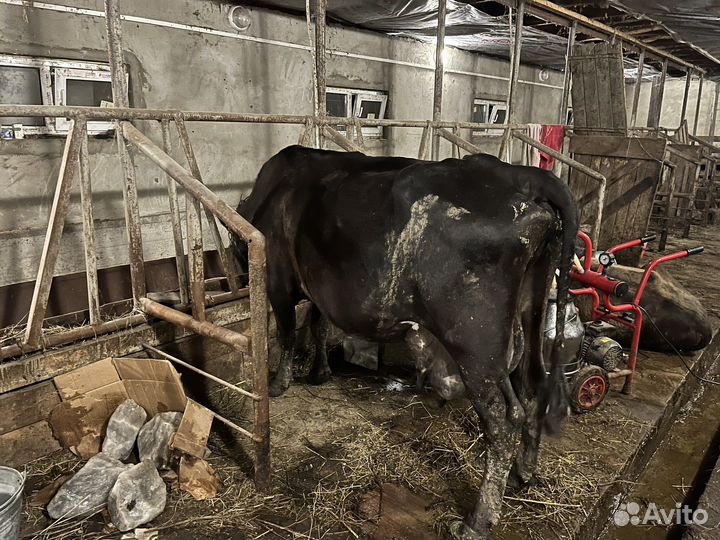 Продажа дойных коров