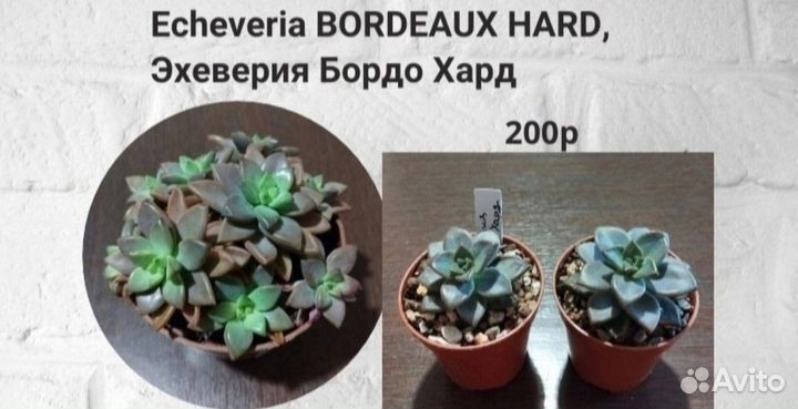 Суккуленты эуфорбия эхеверия крассула сансевиерия