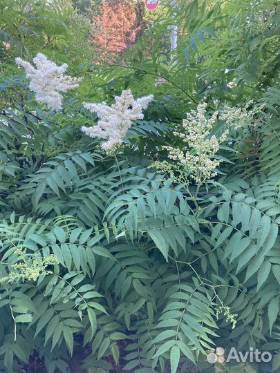 Декоративно лиственное растение живая изгородь