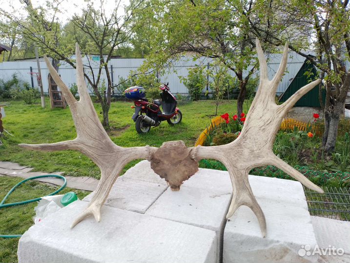 Продам рога лося