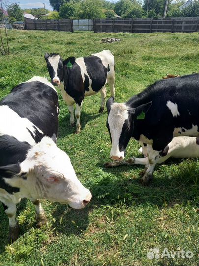 Телки молодые