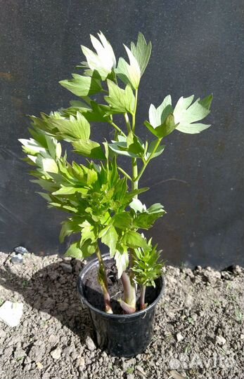 Любисток, мелисса, монарда, чабрец