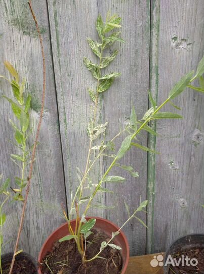 Ива Хакуро-нишике и Свердловская извилистая