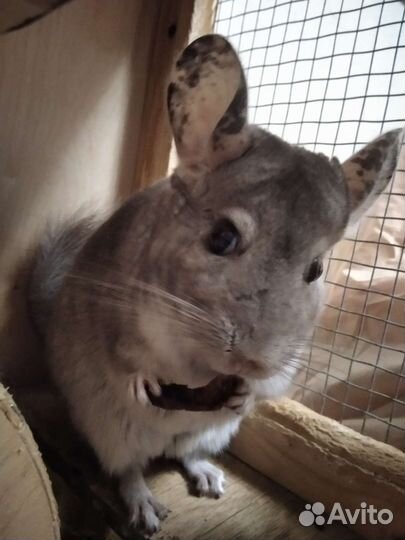 Шиншиллы с витриной