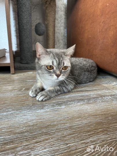 Потерялась кошка