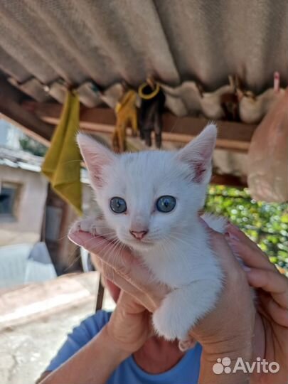 Котята от кошки крысоловки