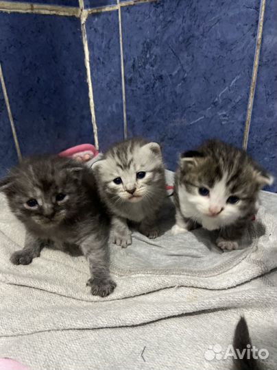 Котята вислоухие