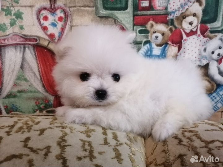 Померанский шпиц мини