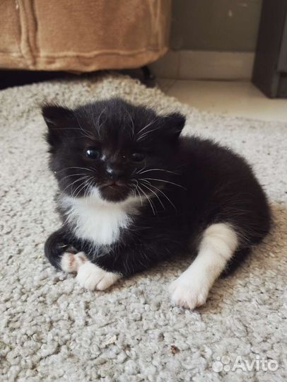 Котята в добрые руки бесплатно