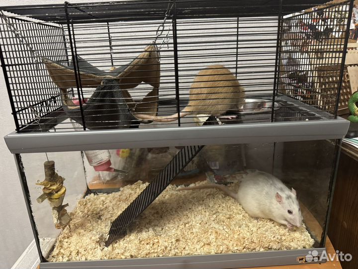 Декоративная крыса в добрые руки