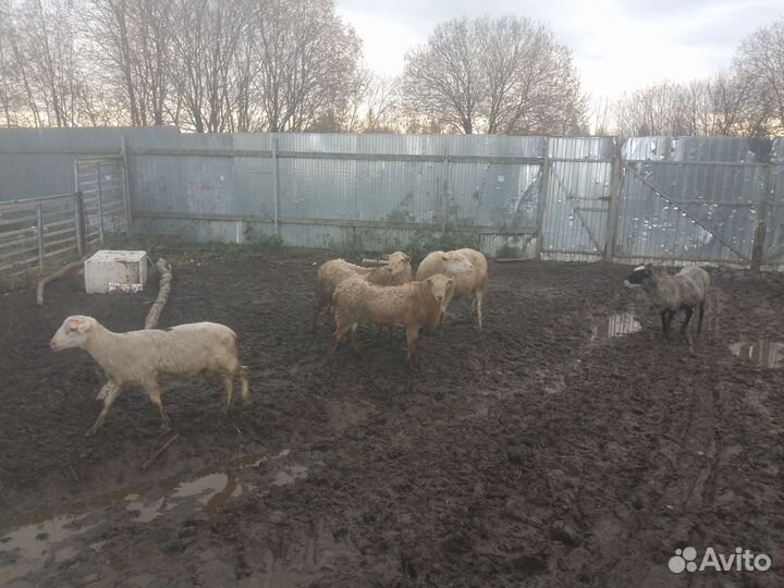 Овцы бараны ягнята, козы, телята