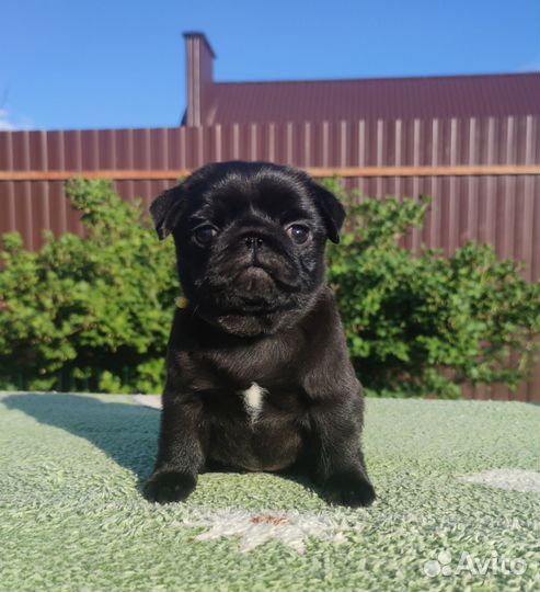 Черный мопс