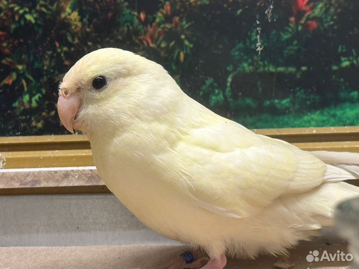 Какарик кремовый