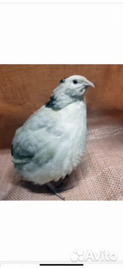 Продам перепелов