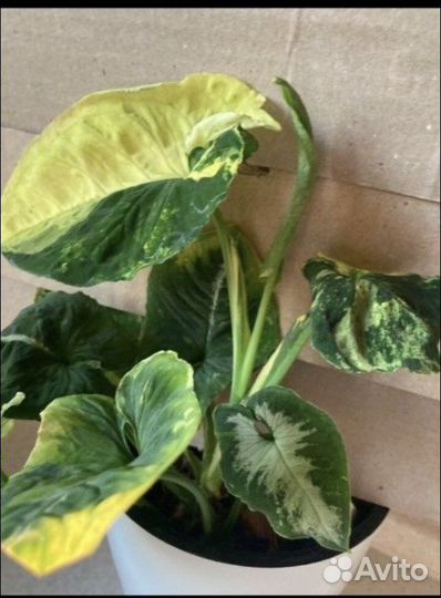 Сингониум яичница(scrambled eggs)