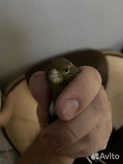 Канарейка самка