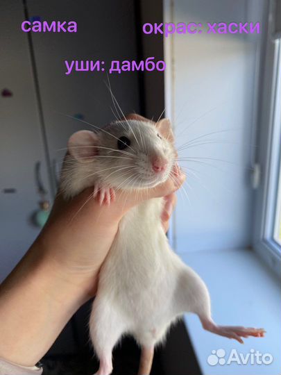 Декоративные крысята