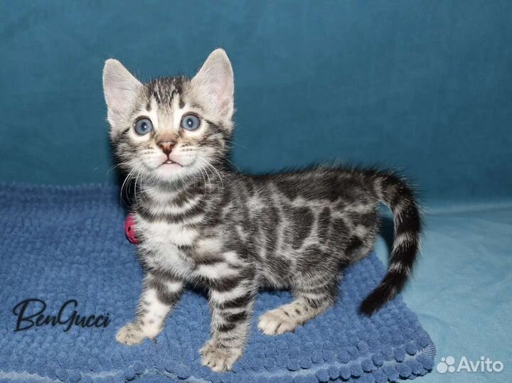 Бенгальский мальчик серебро