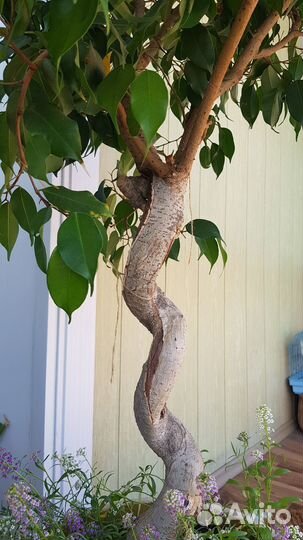 Фикус Бенджамина