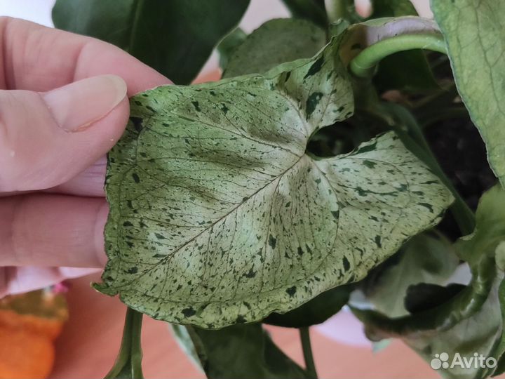 Сингониум серый призрак