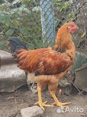 Молодые петушки