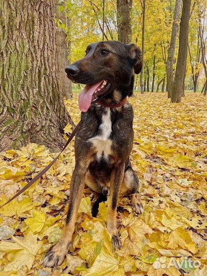 Собака из приюта в добрые руки