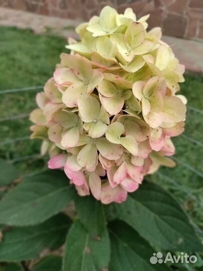 Гортензия Бонфайер