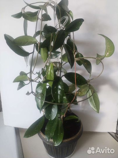 Хойя карноза