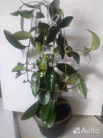 Хойя карноза