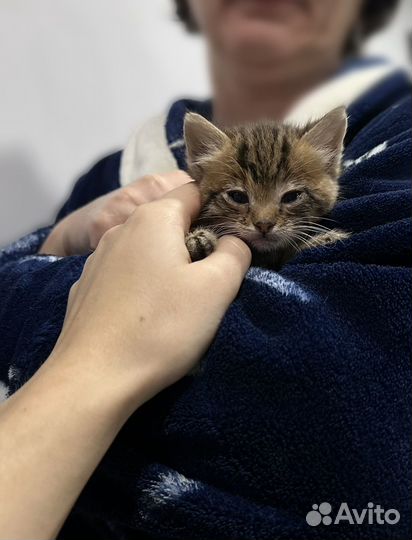 Котята отдам бесплатно