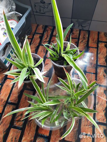 Хлорофитум